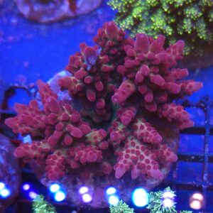 Acropora sp3