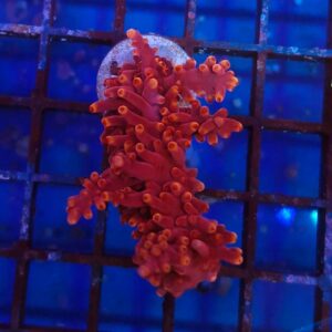 Acropora Red Dragon