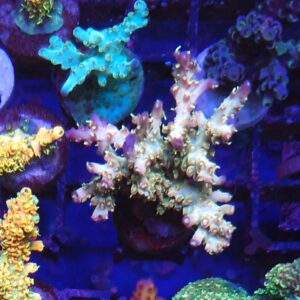 Acropora Confeti