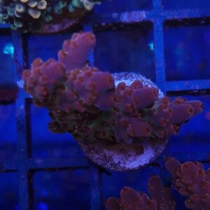 Acropora 65