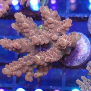 Acropora 60