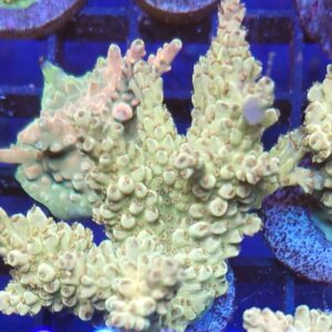 Acropora 57