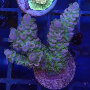 Acropora Tenuis 58