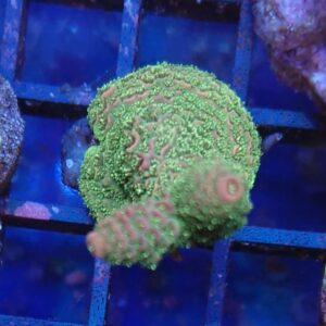 Acropora Millepora 30