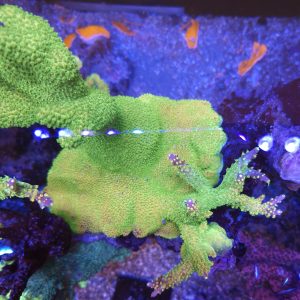 Acropora Divaricata Mango Garden CBP22