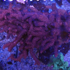 Acropora CBP23