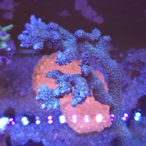 Acropora Hoeksemai CBP21