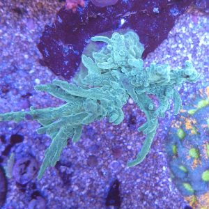 Acropora CBP20