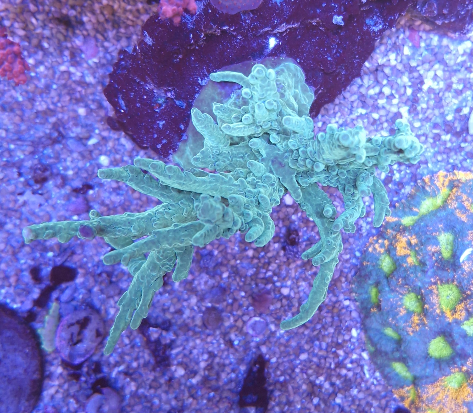 Acropora CBP20