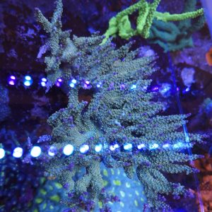 Acropora Confetti CBP24