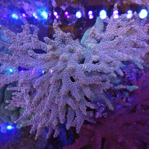 Acropora CBP25