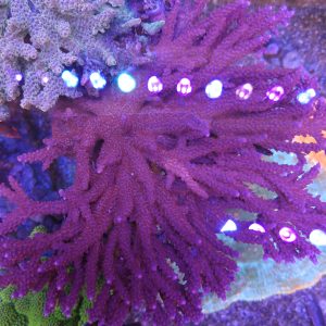 Acropora Donei Merlin Staff CBP26